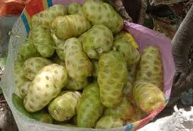Manfaat Mengkudu Bagi Tubuh Kita Dan Cara Makannya