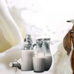 susu kambing
